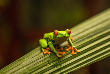 Colorful tree frog