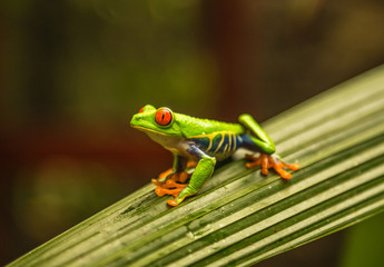 Red eyed tree frog