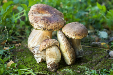 Boletus edulis - edible mushroom.