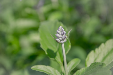Blue Salvia flowers in garden