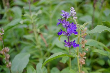 Blue Salvia flowers in garden