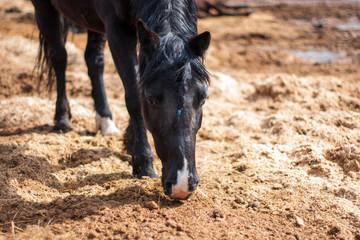 Fototapeta premium Horse