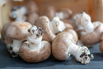 Fresh organic brown chestnut champignons from underground caves in Belgium
