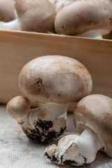 Fresh organic brown chestnut champignons from underground caves in Belgium