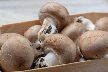 Fresh organic brown chestnut champignons from underground caves in Belgium