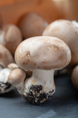 Fresh organic brown chestnut champignons from underground caves in Belgium