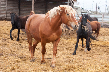 Fototapeta premium Horse