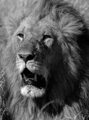 A male lion sitting relaxedly in the plains of Africa inside Masai Mara National Park during a wildlife safari