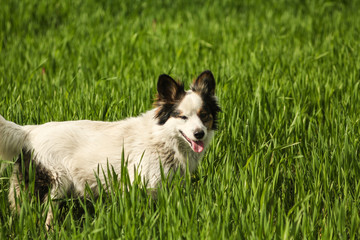 Dog sits in the green grass smiling