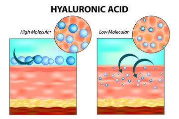 Hyaluronic acid in skin. Low molecular and High molecular.
