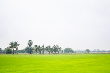 Landscape photograph of Jamine rice field in countryside of Thailand.