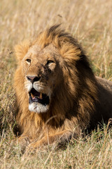 Naklejka na ściany i meble A closeup of male lion face sitting relaxedly in the plains of Africa inside Masai Mara National Park during a wildlife safari