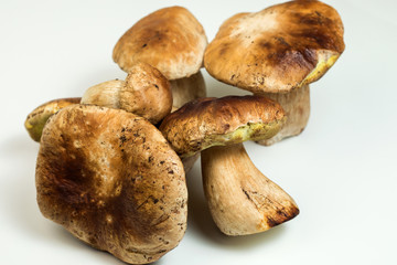 White mushroom lat. Boletus edulis isolated on white background