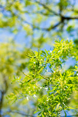 flowers in spring