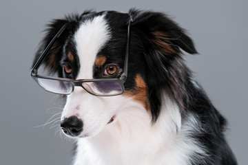 Close up portrait of cute young Australian Shepherd dog with eyeglasses on gray background. Beautiful adult Aussie, looking at camera.