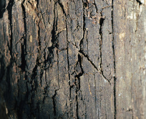 Wood texture with natural wood pattern for design and decoration 