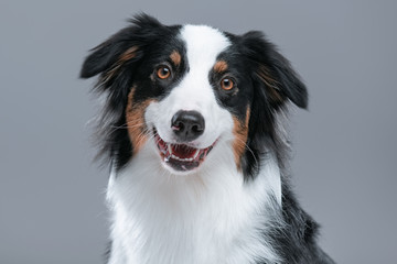 Close up portrait of cute young Australian Shepherd dog with open mouth on gray background. Beautiful adult Aussie, looking at camera.