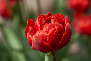 江ノ島でのチューリップ