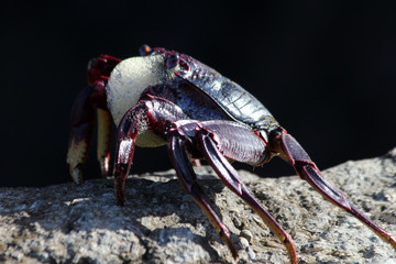 rote_Klippenkrabbe
