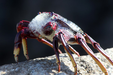 rote_Klippenkrabbe