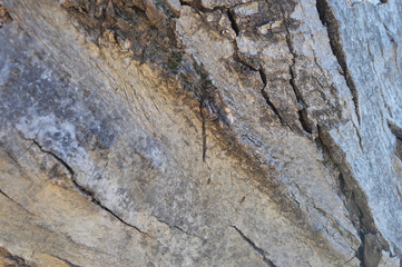 Wood texture with natural wood pattern for design and decoration 