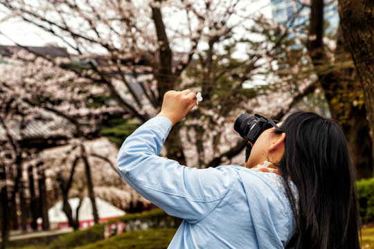 A girl taking photo of a single cherry blossom, enjoying beauty in Japanese park. Travel Japan.
