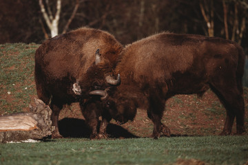 European Bison