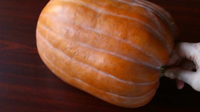 Ripe pumpkin. New harvest.