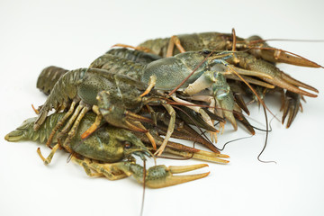 Crayfish on a white background