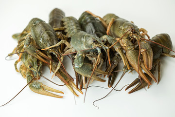 Crayfish on a white background