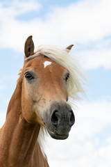 Obraz na płótnie Canvas Pferd (Equus)