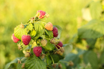 branch of ripe raspberries in a garden