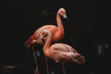 Chilean Flamingo - obrazy, fototapety, plakaty
