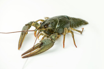 Crayfish on a white background