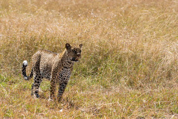 A leopard named Kanoso walking through the high grasses in the plains of Africa inside Masai Mara National Reserve during a wildlife safari