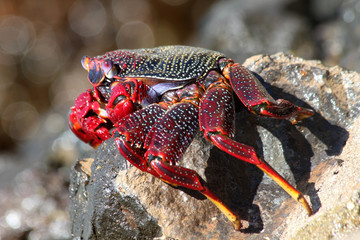 rote_Klippenkrabbe
