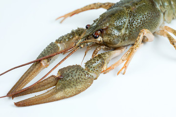 Crayfish on a white background