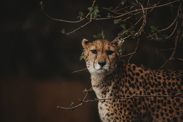 Cheetah