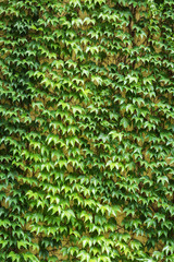 leaves of ivy covering the wall