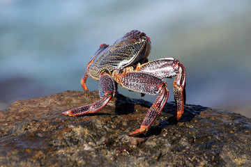 rote_Klippenkrabbe