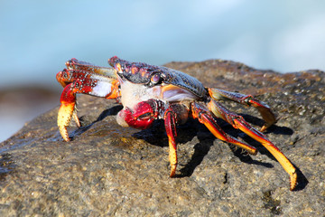 rote_Klippenkrabbe