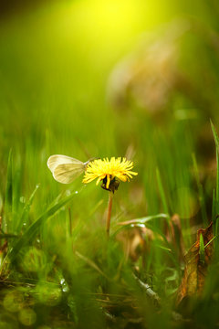 Fototapeta A spring  butterfly  sits on a dandelion among the green grass in sunset lighting