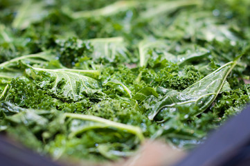 Fresh green and nutritious organic kale being prepared for cooking and being made for tasty kale chips covered with olive oil and sea salt