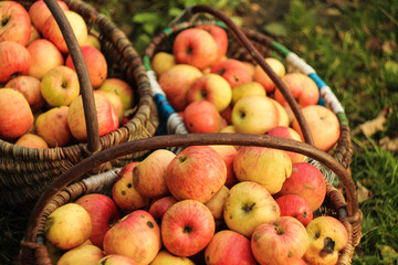 A lot of red apple fruit in brown basket on table