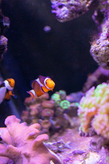 Fototapeta na wymiar Peixes no aquário com corais