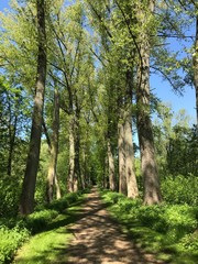 Chemin entre deux rangées d'arbres majestueux au domaine provincial de Rivierenhof à Anvers