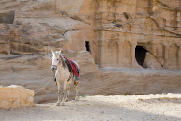  A beautiful white horse standing on the sand on a background of sand rocks.