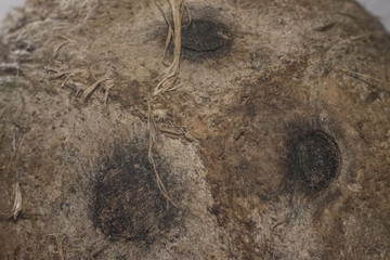 Macro of ripe coconut.