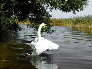 Two white swans on the Grundlsee lake. Amazing morning scene of Brauhof village, Styria stare of...