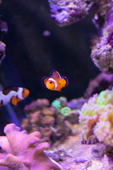 Fototapeta na wymiar Peixes no aquário com corais